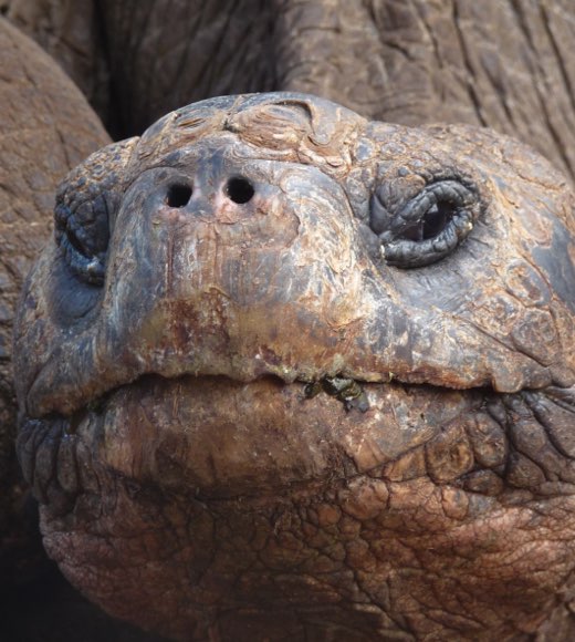 Gesicht einer Galapagos-Riesenschildkröte.